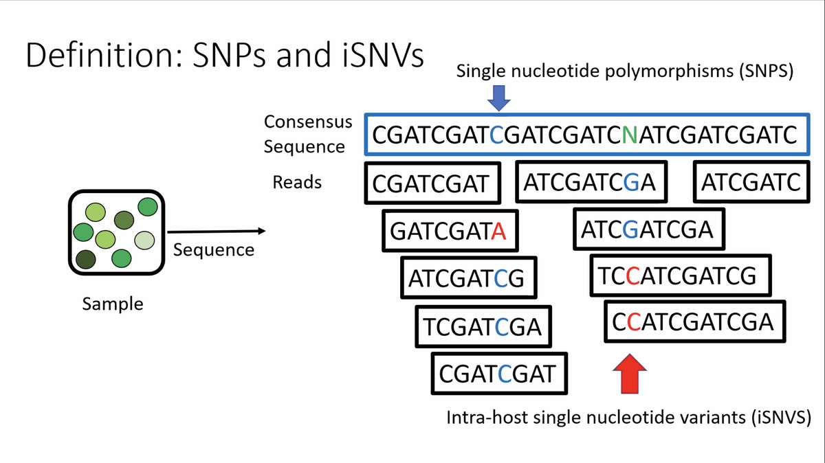 Covirt19's tweet photo. Dr. Treangen @traingene @RiceCompSci is introducing the #Virus Subgroup @Covirt19 and presenting exciting data on #transmission #SNPs #iSNVs 🦠

- data on BioRxiv: https://t.co/pa01DxwEVm

👉2nd annual @Covirt19 symposium! #COVID__19 #covirt2 @Covirt19 #COVID19 #SARSCoV2 https://t.co/nfNmV8TXKy
