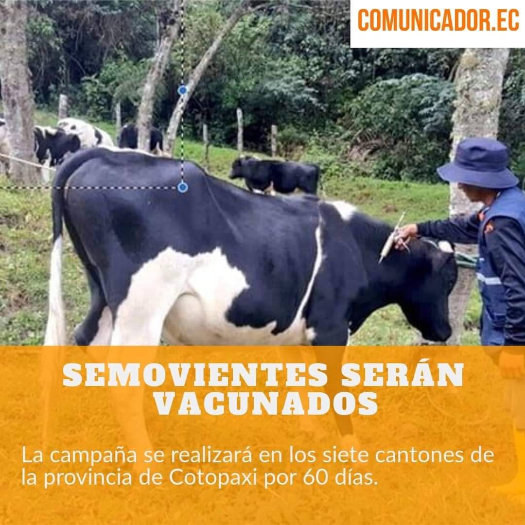 #Comunidad | <a href="/AgrocalidadEC/">Agrocalidad</a> informó que la campaña contra la fiebre aftosa empieza hoy.
Alex Chacón, coordinador de Agrocalidad #Cotopaxi comentó que buscan vacunar a 230.000 reses en 7 cantones. El trabajo estará a cargo de 60 brigadistas y el costo $0,60 centavos por vacuna.