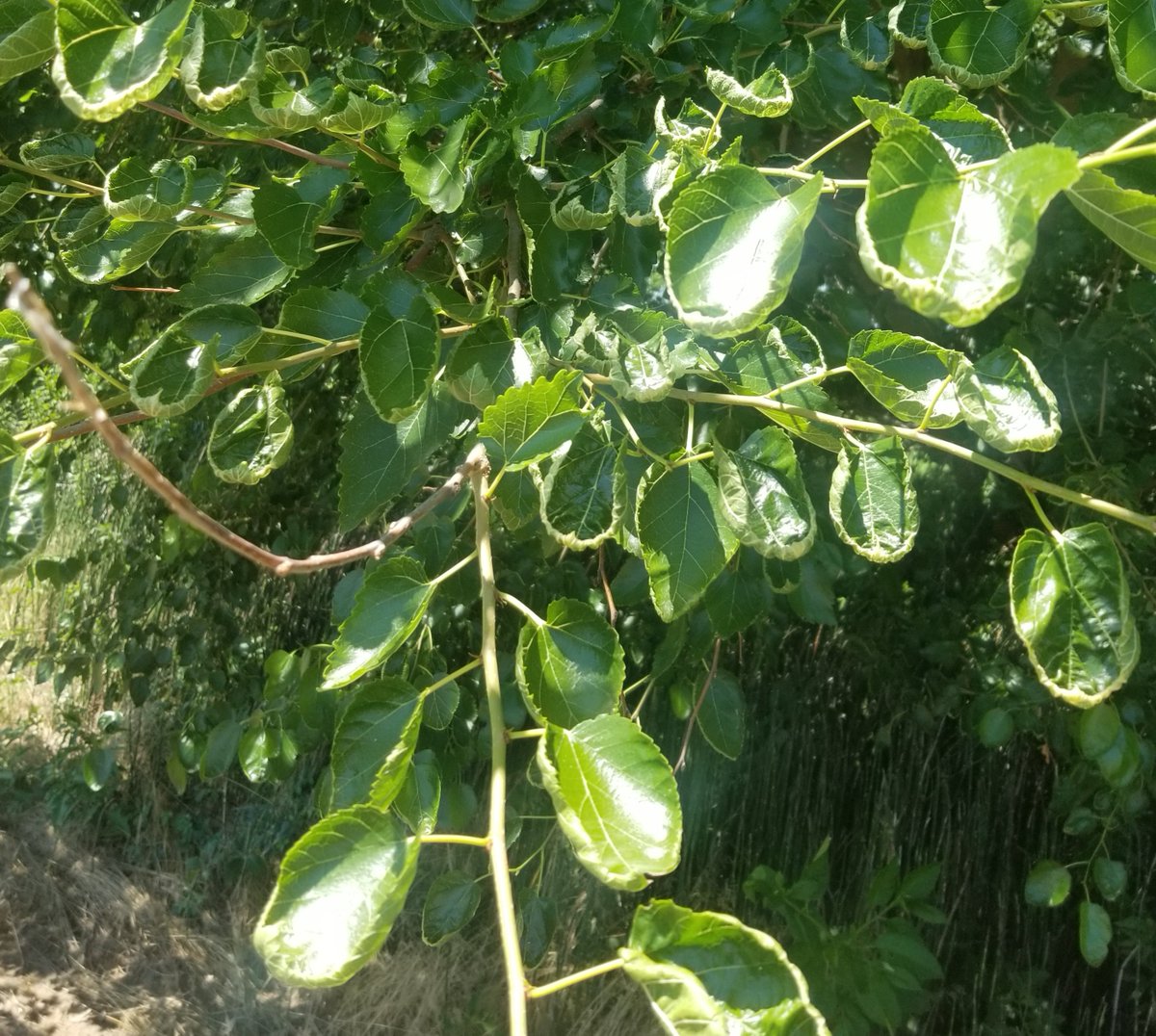 Steve Smith tweet media