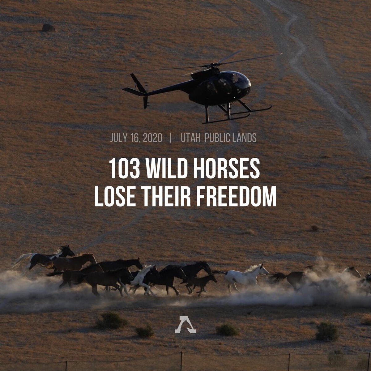FreeWildHorses's tweet photo. 103 federally-protected #wildhorses were rounded up and removed by the Bureau of Land Management yesterday using taxpayer funds. 

Read our report: https://t.co/mTLhO47O5M https://t.co/lZ2YFgDhza