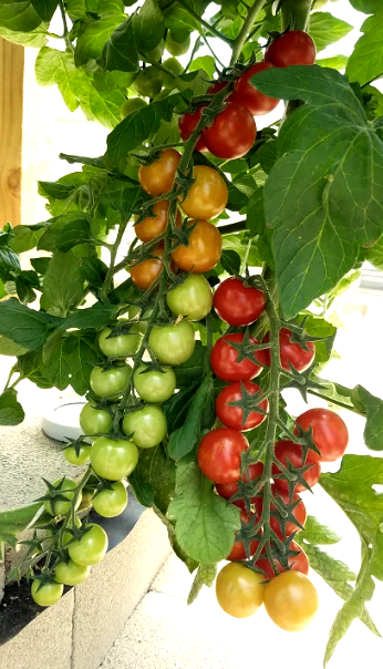 ECOLIFE Conservation tweet media