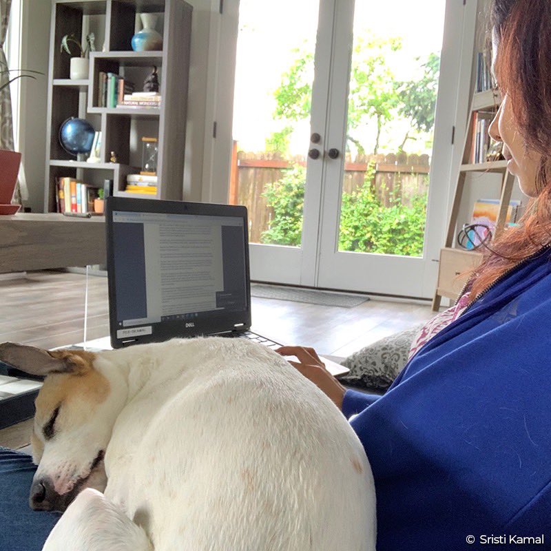 Defenders's tweet photo. Kropka takes a nap while Sristi Kamal, our senior Northwest rep, works on reform plans for the #Oregon #wolf compensation fund &amp; finishes up notes on the recent #seaotter webinar with our partners, the Elakha Alliance! Watch the webinar: https://t.co/O3y5KOkNw2 #RemoteDefending https://t.co/dbtbL87Osf