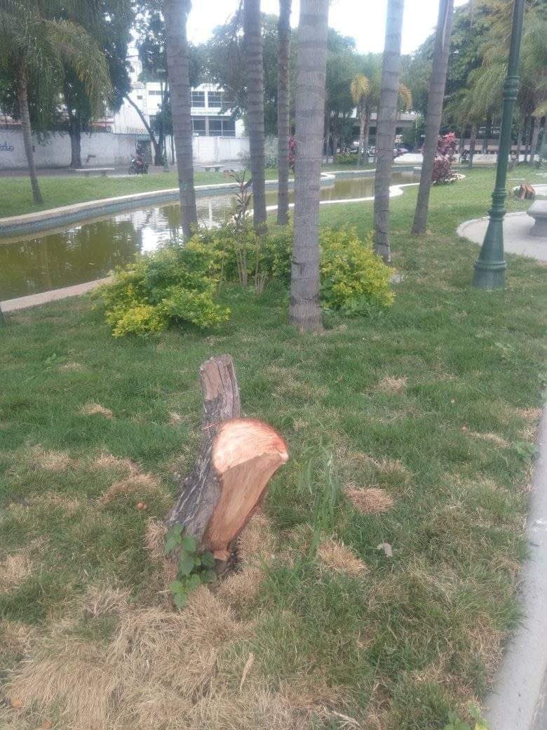 SiempreUCV's tweet photo. #17Jul| ¡Lamentable! En estos tiempos donde hablamos que el mundo postpandemia debe ser un mundo sustentable, es increíble ver acciones como esta.

Hoy lloro la tala de los Sauces Llorones de la plaza Las Tres Gracias. https://t.co/LRwe9Mfwt6