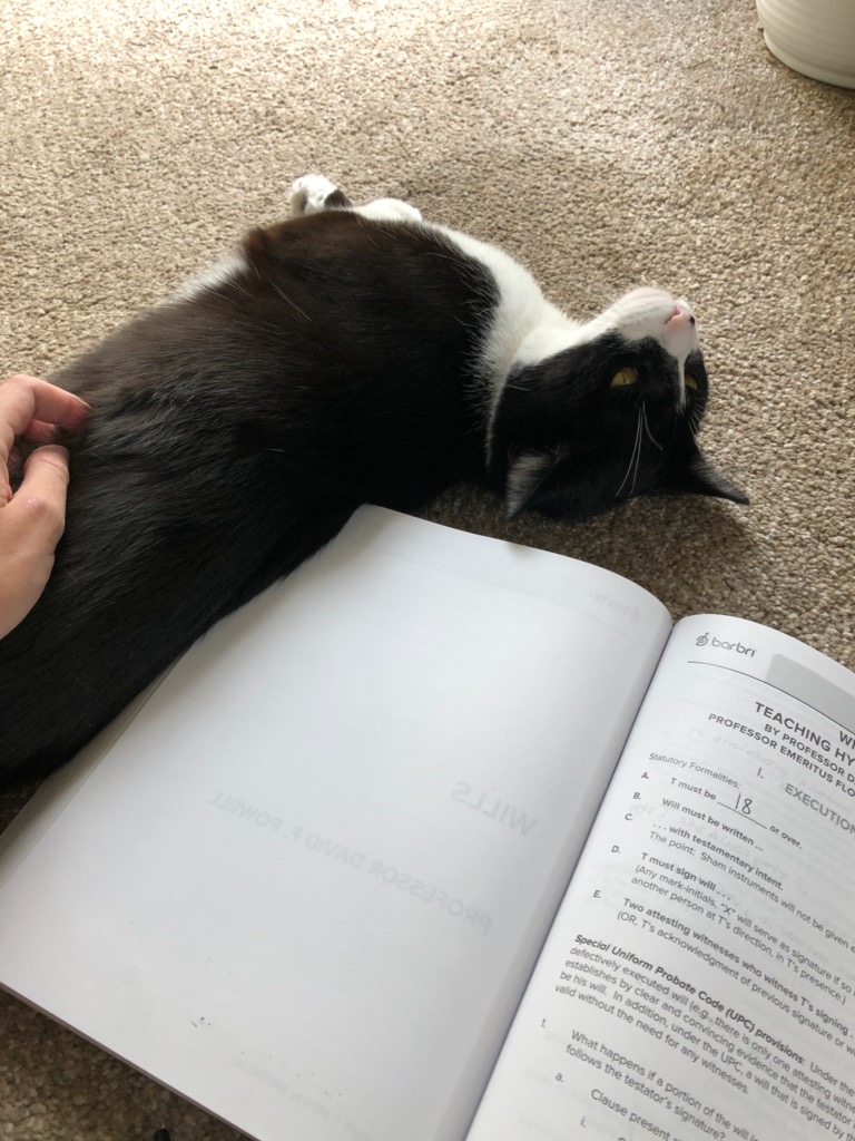 rayy__chill's tweet photo. Learning Wills & Trusts with Boo 🐱 @barbri #BARBRIPets https://t.co/3X5mIsmAA9