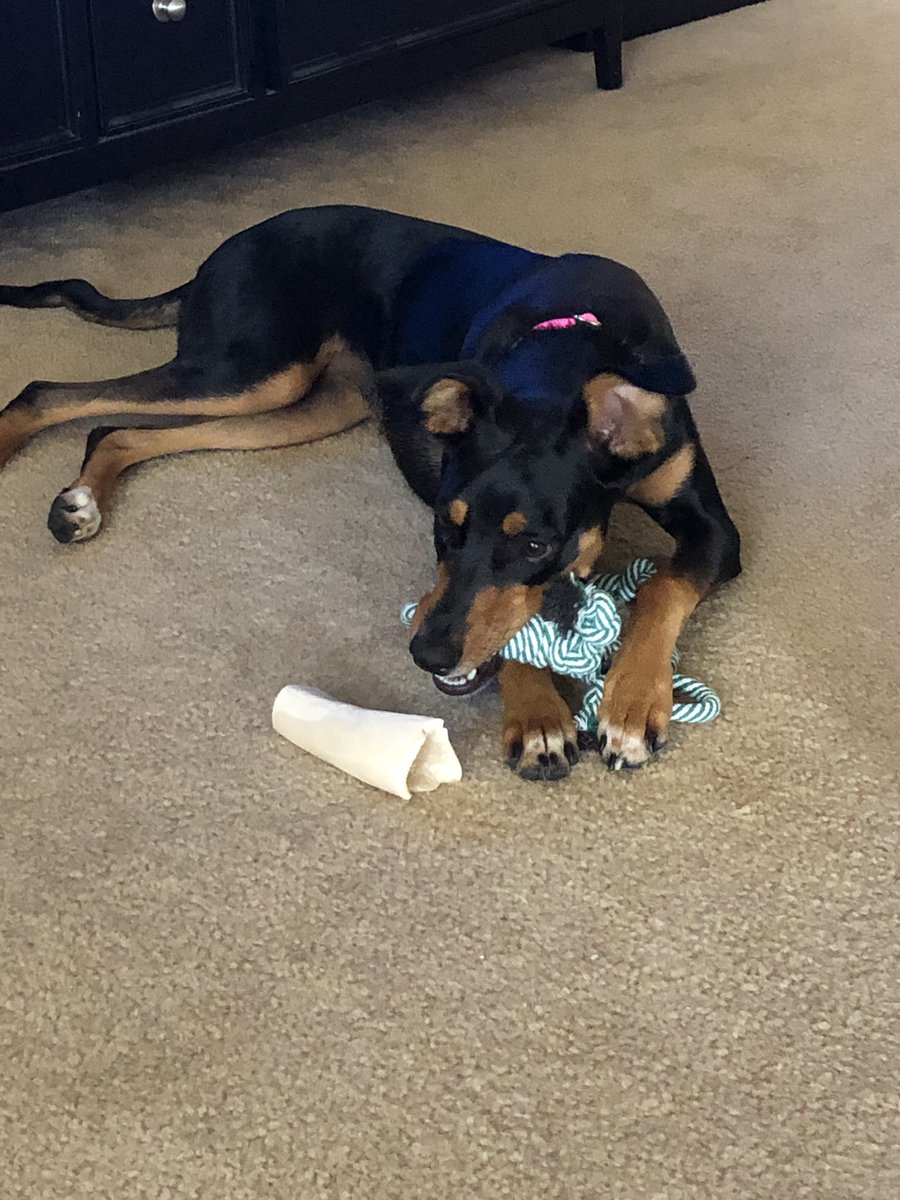 LuciaW_Nguyen's tweet photo. Dear Mom &amp; Dad, 

You won’t believe what happened today! The amazon delivery guy knew how good I have been and brought me a delivery full of rope toys! 

❤️ Bella #livinwithbella https://t.co/3s7bzG6zUB