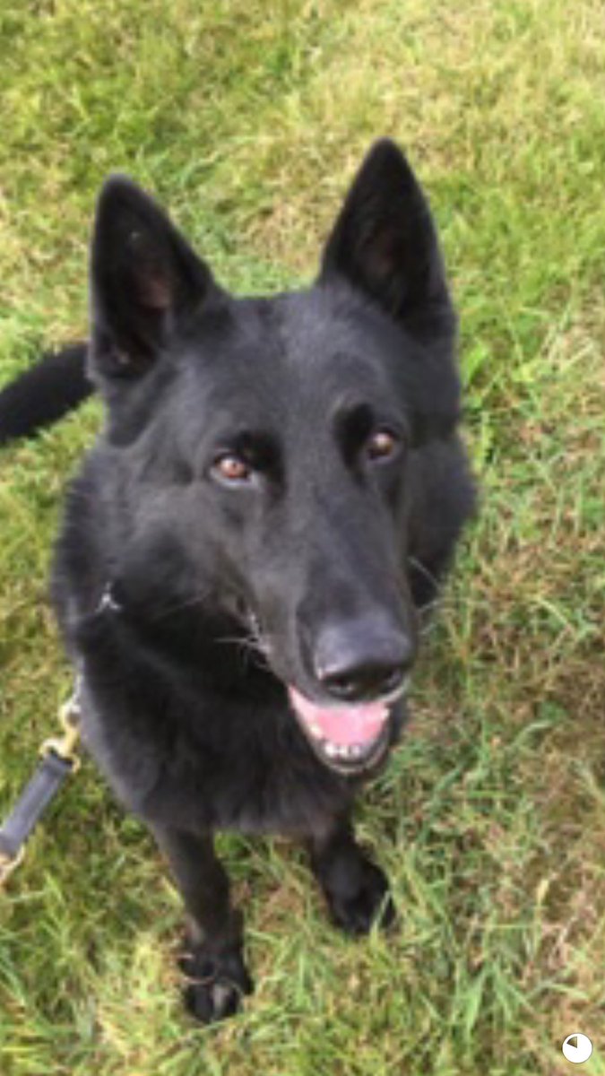 K999Cops's tweet photo. Pd Henk hangs up his lead tonight - 10 years old and has been a loyal GP / FSD servant for ⁦@WMerciaPolice⁩ now for retirement old boy 🐕😍 https://t.co/My3UKW57FF