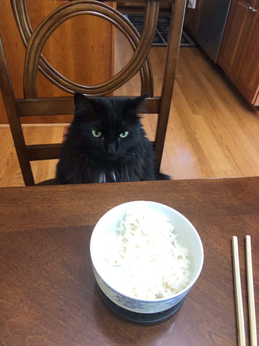 ginkgojiang's tweet photo. been eating gud during quarantine meow https://t.co/AjsQ1TVdYy