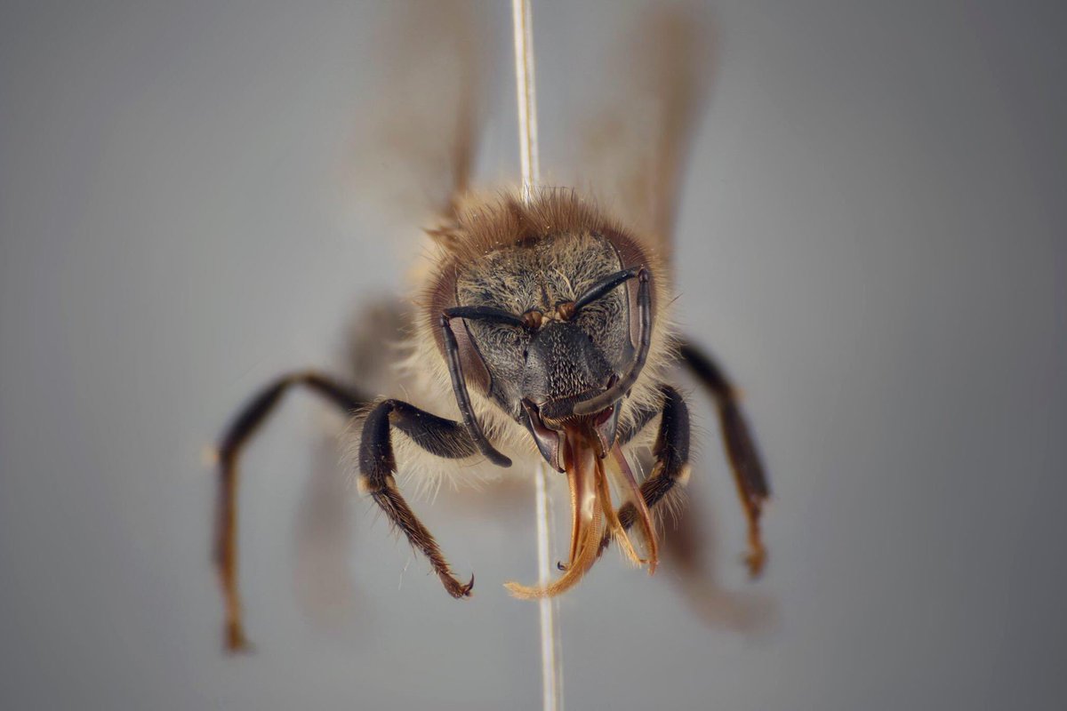 UFhoneybeelab's tweet photo. Happy Friday, everyone! We have a new research update to share with you-- Dr. Leigh Boardman has conducted research on fascinating honey bee subspecies! Check it out here: https://t.co/kppjeTxAjt #UFBugs #UFHoneyBeeLab #ApisMellifera #Subspecies #Beesearch #Beekeeping #HoneyBees https://t.co/lcgXFRONwA