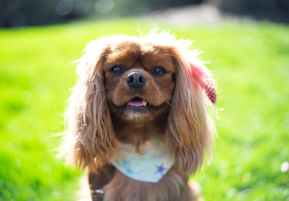 Laura4Provo's tweet photo. Mochi is expecting 6 puppies!  She is due in August and puppies should be ready for adoption early in October.  The Cavalier King Charles Spaniel is known for its extremely loving, easygoing, eager to please, easy to train personality.  I am accepting deposits now. https://t.co/gA2QEp9gDP