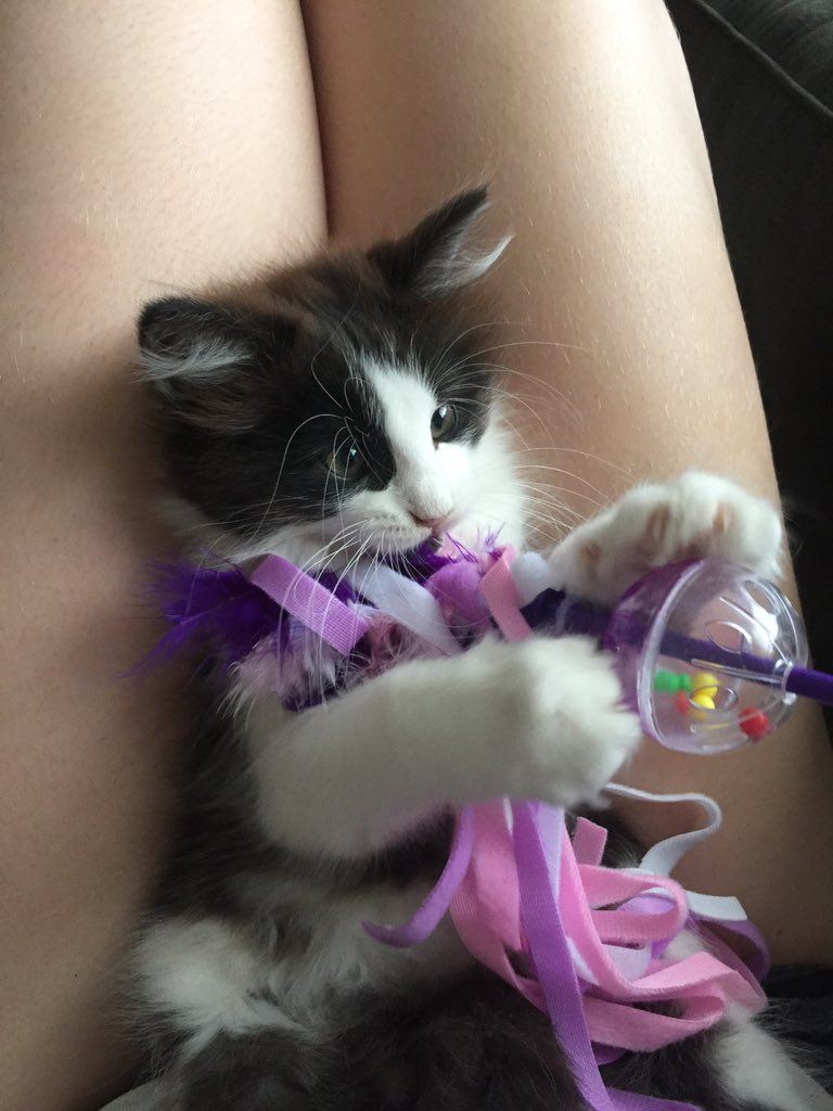nicgodda's tweet photo. @champagneblu3s her name is Gaia! she’s not a kitten anymore though https://t.co/QhFRU4MZ9L
