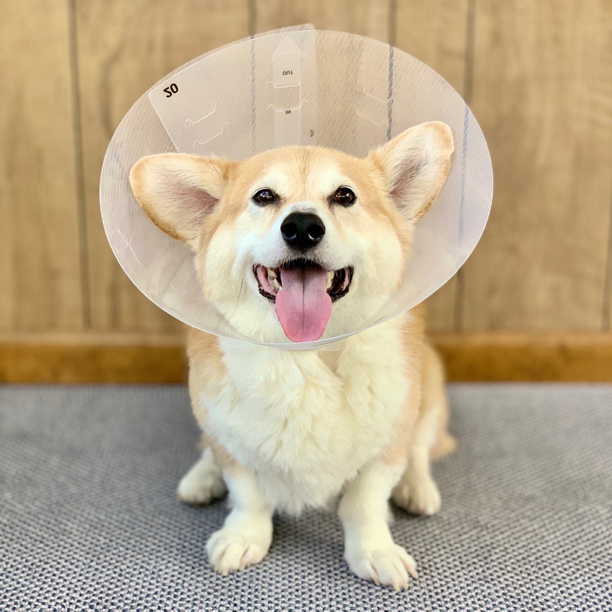 WallyWelshCorgi's tweet photo. New cone, who dis?
•
All is well, just a little skin irritation. https://t.co/USTMzbtz82