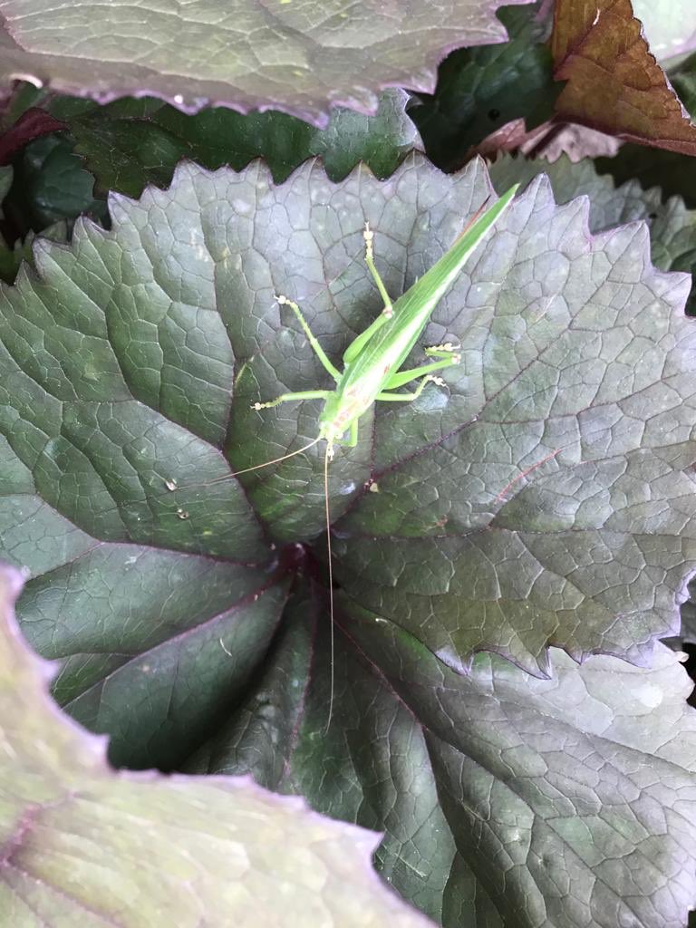 Is dit een sprinkhaan? Zo ja, welke? <a href="/waarneming/">Waarneming.nl</a> <a href="/waarnemingenbe/">Waarnemingen.be</a>