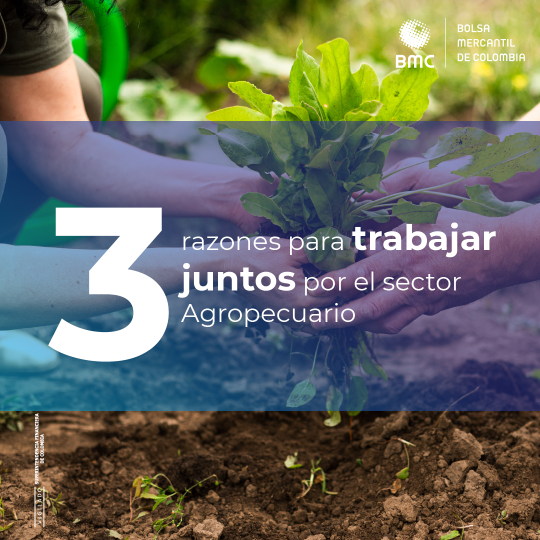 BolsaMercantil's tweet photo. ¿Cómo ayudamos a la formalización del sector agropecuario? #Financiamos de una forma diferente tu producción, basados en información de valor para la generación de #Precios y #Estadísticas del mercado. Te impulsamos a seguir cumpliendo tus propósitos con el país y el sector. https://t.co/OhPZR7zgrI