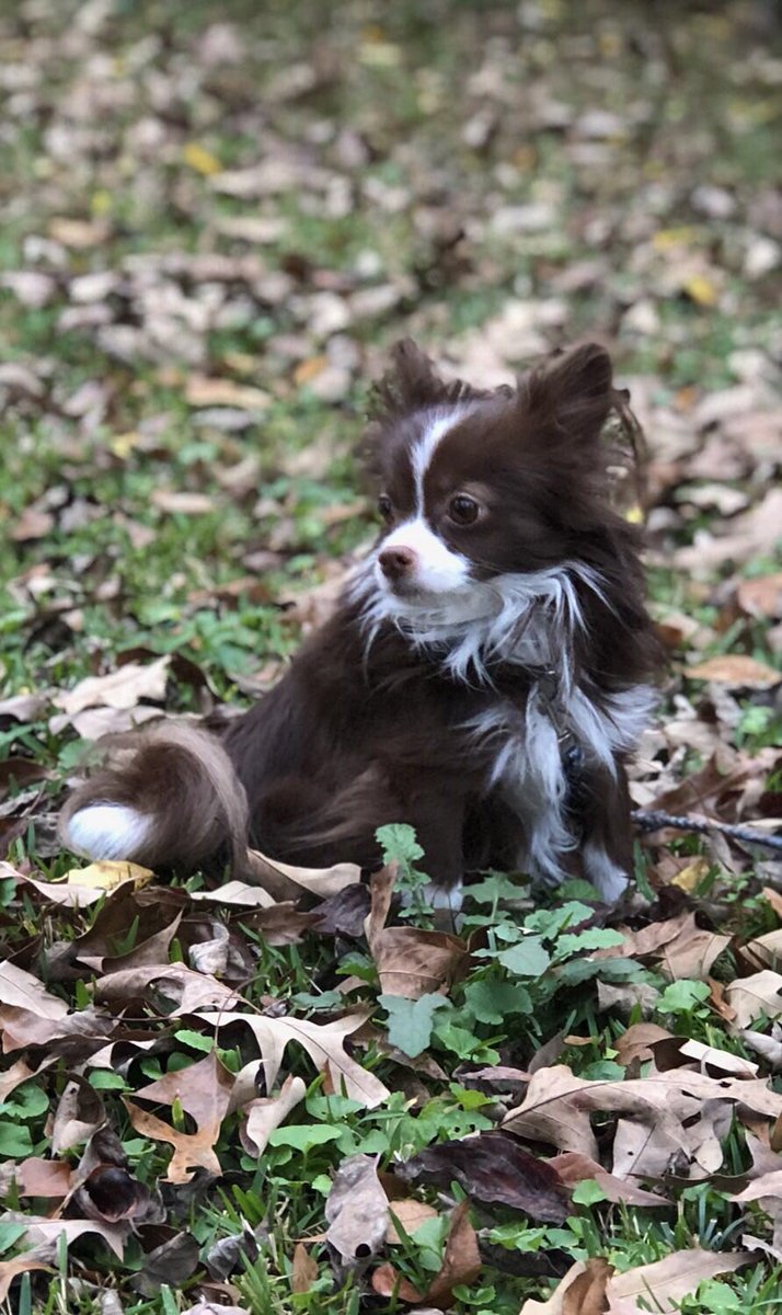 mrhunt02's tweet photo. Showing off the inspiration behind your pet's name 🐾  https://t.co/ooYWHWWlgg https://t.co/v7pXvyHftN
