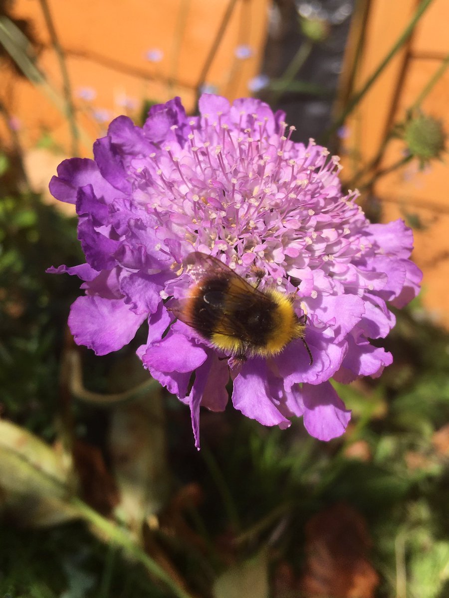 GillOlsen's tweet photo. @sam_austin14 @DizzyDoodler Agreed! 🐝💜 https://t.co/7HGfgyCzJI