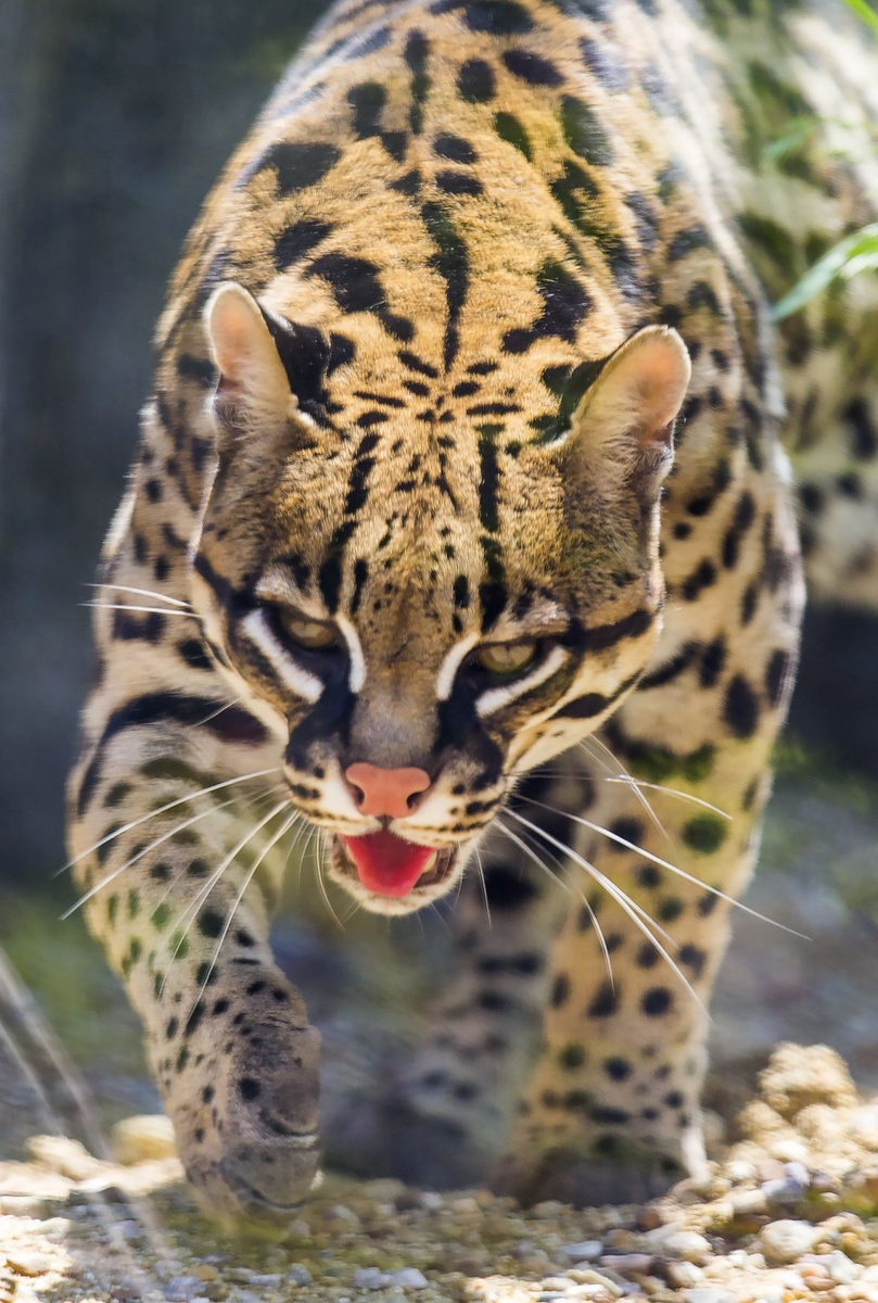 Ocelot Or Not tweet media