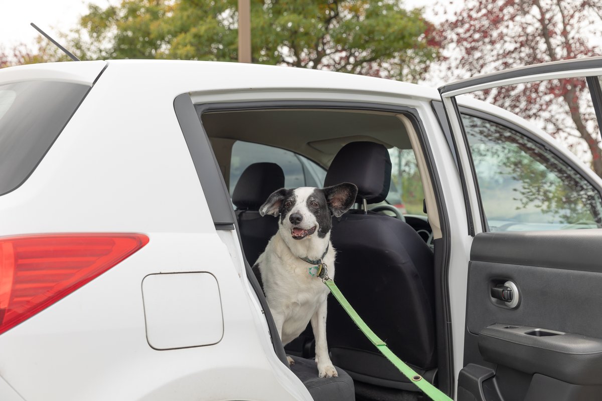 cityoftoronto's tweet photo. It’s hot out! Remember to NEVER leave your dog alone in a parked car. Leaving your pet in a hot car for even a short time can be very dangerous, even with windows cracked &amp; even in shade. If you see a dog alone in a parked car, call 311 immediately. More: https://t.co/JkpSMvIonE https://t.co/Ibyndkca4t