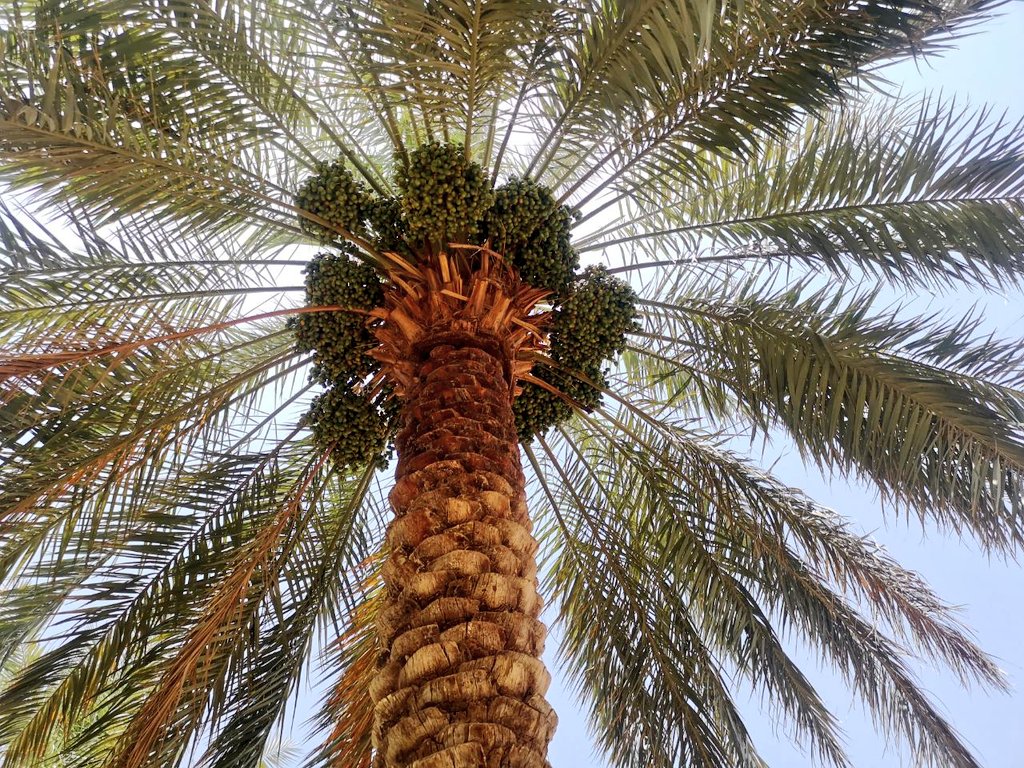 mgdam1231's tweet photo. قال أحيحة بن الجلاح الأوسي - شاعر جاهلي - في تفضيل النخل :

هي الظلّ في الحرّ حقّ الظليل
        والمنظر الأحسن الأجمل

تعشّى أسالفها بالجبوب
      وتأني حلوبتها من علُ

وتصبح حيث تبيت الرّعاء
    وإن ضيعوها وإن أهملوا

فعمٌّ لعمّكمُ نافعٌ
        وطفل لطفلكم يؤملُ

من #مزرعتنا https://t.co/uHhpZqcMqq