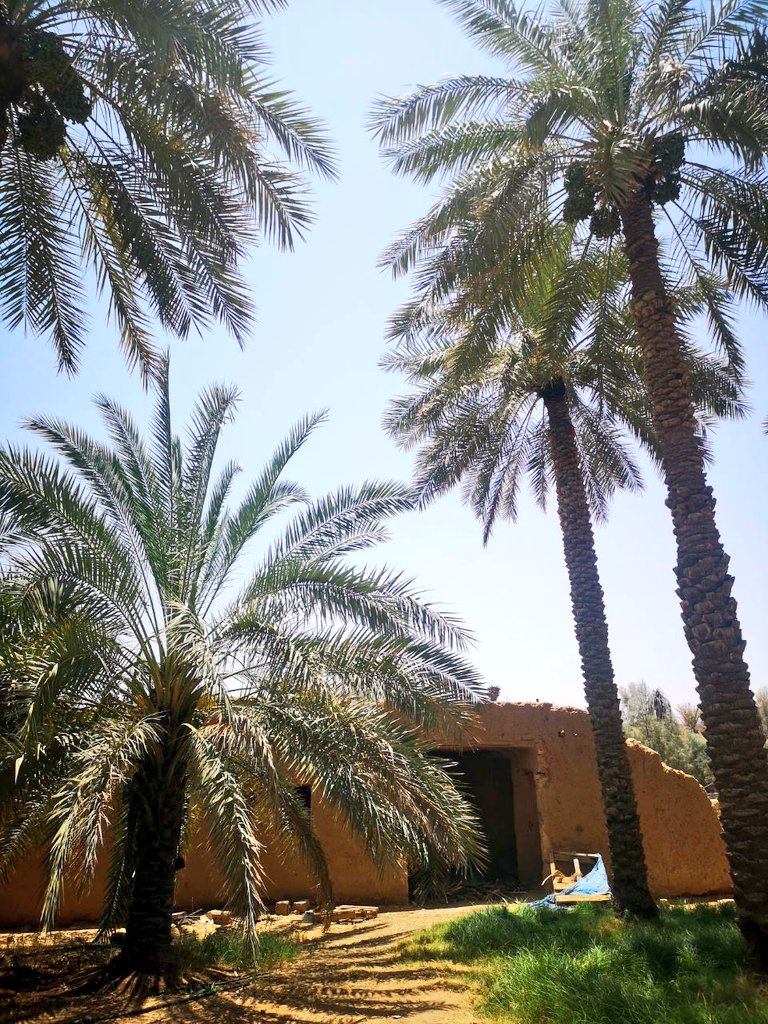 mgdam1231's tweet photo. قال أحيحة بن الجلاح الأوسي - شاعر جاهلي - في تفضيل النخل :

هي الظلّ في الحرّ حقّ الظليل
        والمنظر الأحسن الأجمل

تعشّى أسالفها بالجبوب
      وتأني حلوبتها من علُ

وتصبح حيث تبيت الرّعاء
    وإن ضيعوها وإن أهملوا

فعمٌّ لعمّكمُ نافعٌ
        وطفل لطفلكم يؤملُ

من #مزرعتنا https://t.co/uHhpZqcMqq