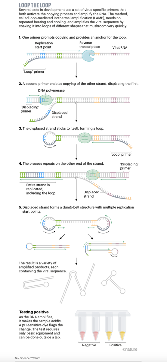 EricTopol's tweet photo. We have a #COVID19 testing mess in the US. But a new @NatureNews feature shows the way forward beyond the PCR "gold standard" to rapid diagnostics with real + transformative potential
https://t.co/Z9Knb4jL0g
by @GiorgiaWithAnI and graphics by @nikinks https://t.co/XlwGuEr1Ll