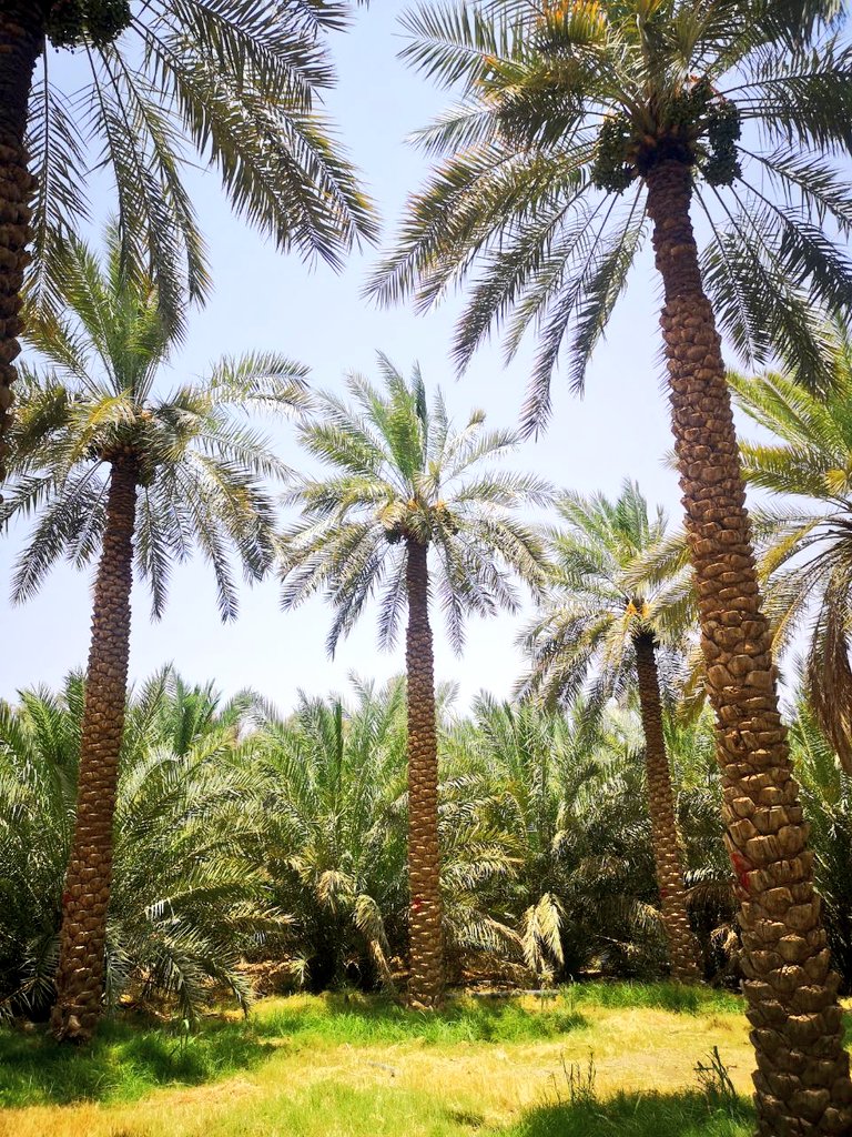 mgdam1231's tweet photo. قال أحيحة بن الجلاح الأوسي - شاعر جاهلي - في تفضيل النخل :

هي الظلّ في الحرّ حقّ الظليل
        والمنظر الأحسن الأجمل

تعشّى أسالفها بالجبوب
      وتأني حلوبتها من علُ

وتصبح حيث تبيت الرّعاء
    وإن ضيعوها وإن أهملوا

فعمٌّ لعمّكمُ نافعٌ
        وطفل لطفلكم يؤملُ

من #مزرعتنا https://t.co/uHhpZqcMqq