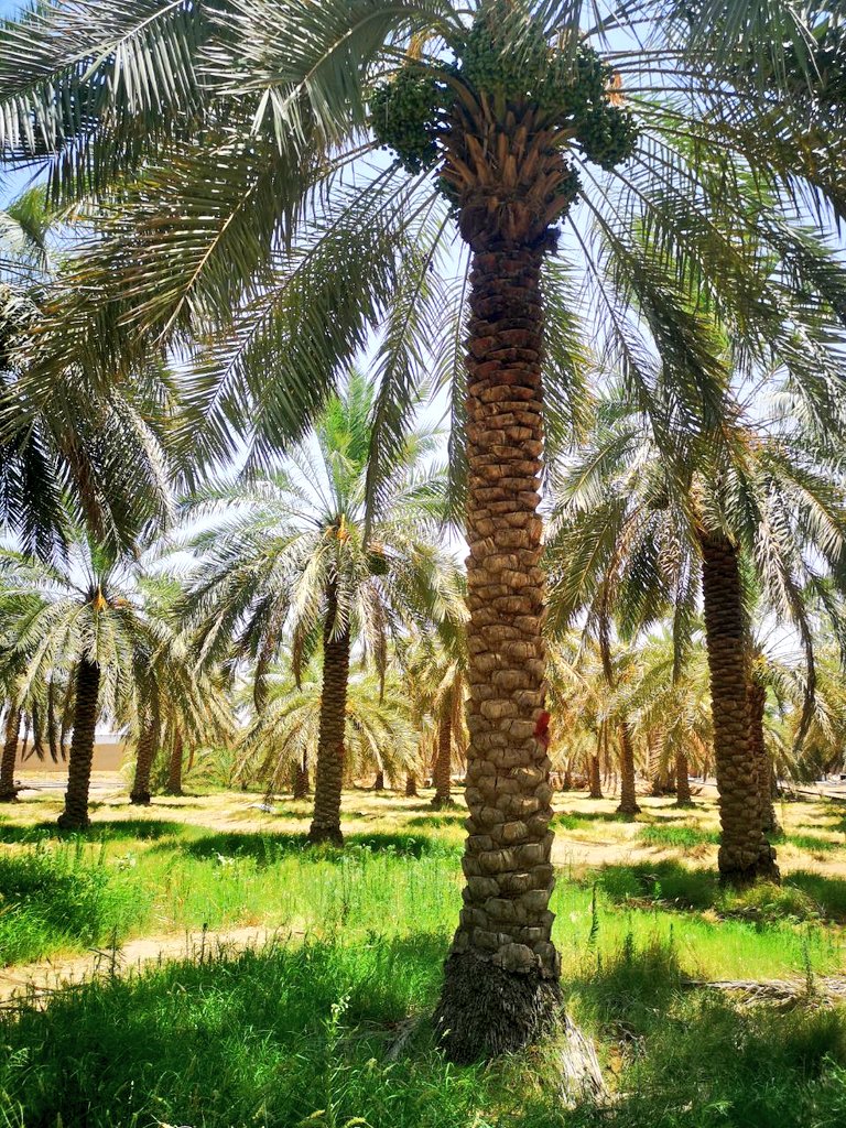 mgdam1231's tweet photo. قال أحيحة بن الجلاح الأوسي - شاعر جاهلي - في تفضيل النخل :

هي الظلّ في الحرّ حقّ الظليل
        والمنظر الأحسن الأجمل

تعشّى أسالفها بالجبوب
      وتأني حلوبتها من علُ

وتصبح حيث تبيت الرّعاء
    وإن ضيعوها وإن أهملوا

فعمٌّ لعمّكمُ نافعٌ
        وطفل لطفلكم يؤملُ

من #مزرعتنا https://t.co/uHhpZqcMqq