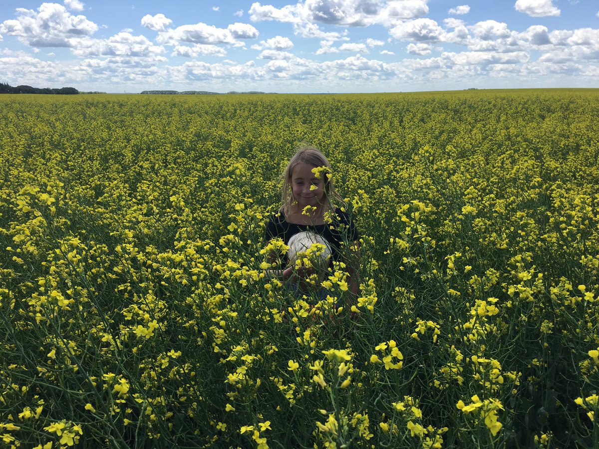 hodgy39's tweet image. If in need of RR and SC @PioneerSeedsCA #45CM39 #canola is step above the rest. Looking forward to seeing yield results this year.  @TaurusAgTeam ACTIVE Build and Flower helping keep this plant healthy all season long.  Demi and Colby agreeing with me as well.  #BEAUtifulday
