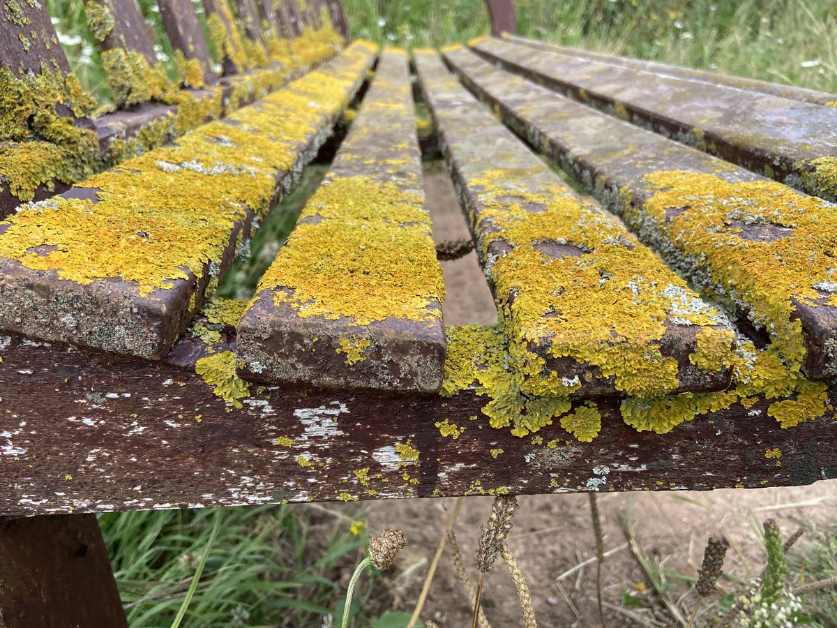 bernoid's tweet photo. Bench of the week #BenchOfTheWeek #benchporn #bench #lichen #RiverOtter #BudleighSalterton https://t.co/YnqATpQilV