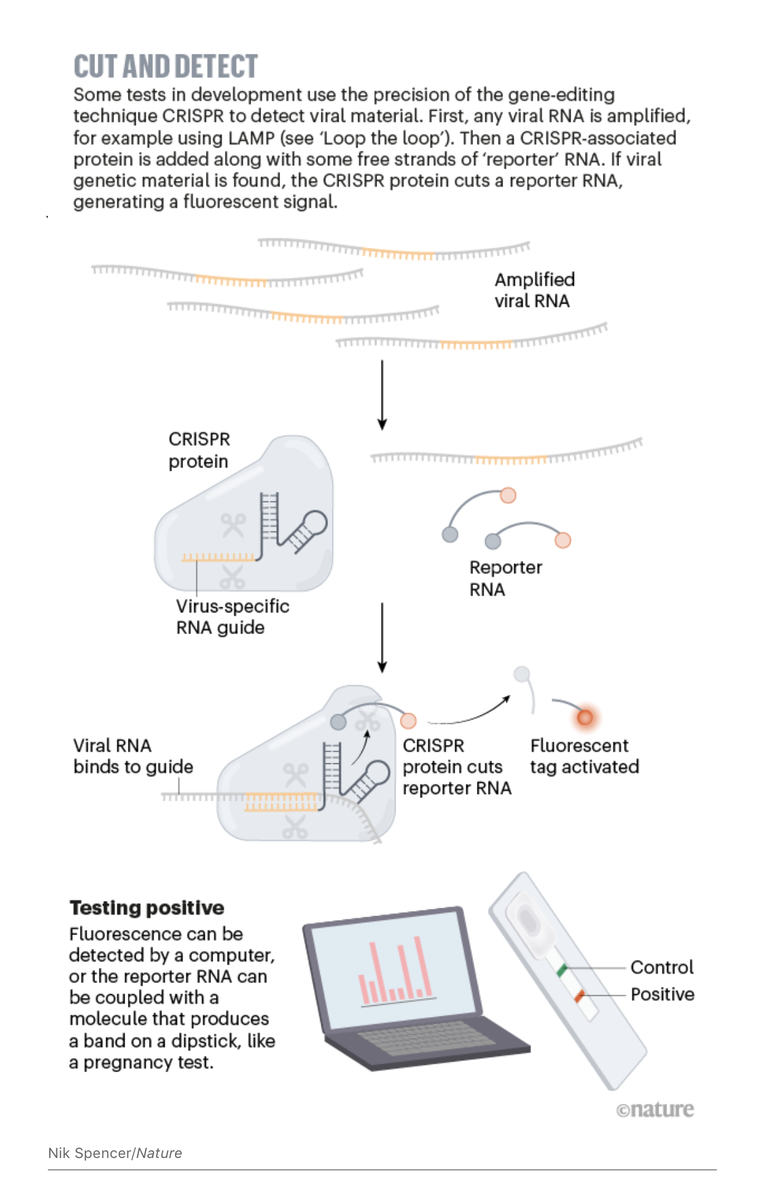 EricTopol's tweet photo. We have a #COVID19 testing mess in the US. But a new @NatureNews feature shows the way forward beyond the PCR "gold standard" to rapid diagnostics with real + transformative potential
https://t.co/Z9Knb4jL0g
by @GiorgiaWithAnI and graphics by @nikinks https://t.co/XlwGuEr1Ll