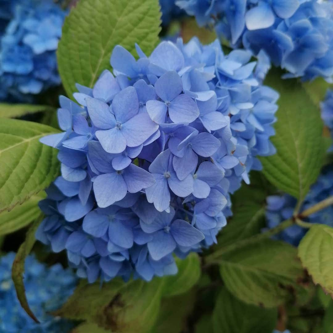 Great to see @CarolKlein at the @HydrangeaUK collection in #Darleypark #Derby 🌸 lovely to see it again @GWandShows #hydrangea