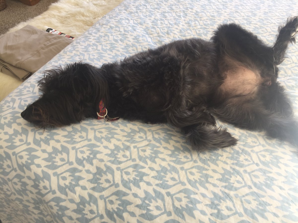 dbstrasser's tweet photo. Alice is all in for Biden, as she moons trump. https://t.co/FttopVPgKi