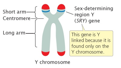 Tapi macam mana dengan yang ada kromosom XX ada testis, yang ada kromosom XY pulak ada ovari? How come?Ini semua adalah kerja SRY gene. SRY gene ni biasanya ada pada kromosom Y.