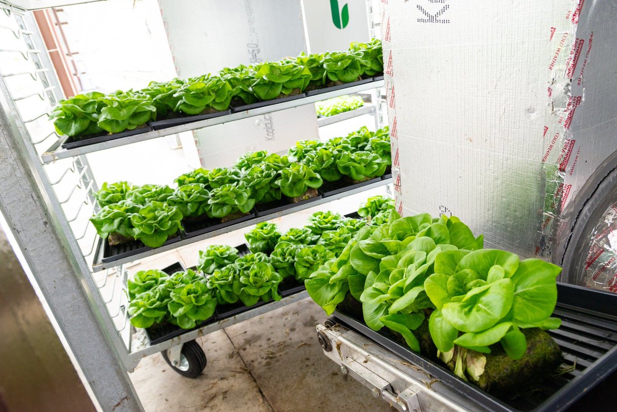 hardee_llc's tweet photo. Getting the last of this butterhead harvested so we can all go home for the weekend! Hope everyone has a good weekend! #Friday #Organic #HealthyLiving #HealthyFood
#innovation https://t.co/LNVFQA2ys8