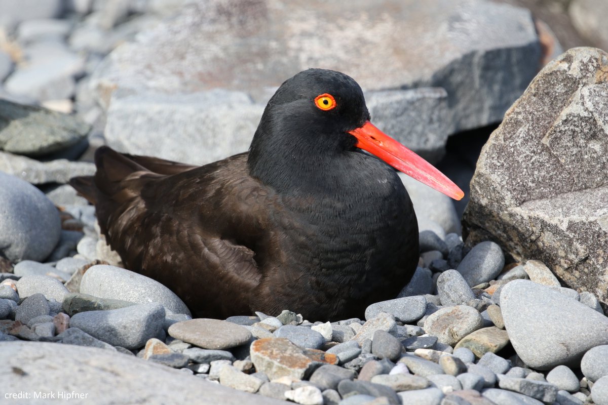 ECCCMarineBirds's tweet photo. #FunFactFri Black #Oystercatchers nest on rocky shorelines, beaches, and small islands along the #Pacific coast. Both adults defend their nest from intruders by displaying, giving pursuit, and loud piping calls #marinebirds #shorebirds #science https://t.co/4brhpJVMQe