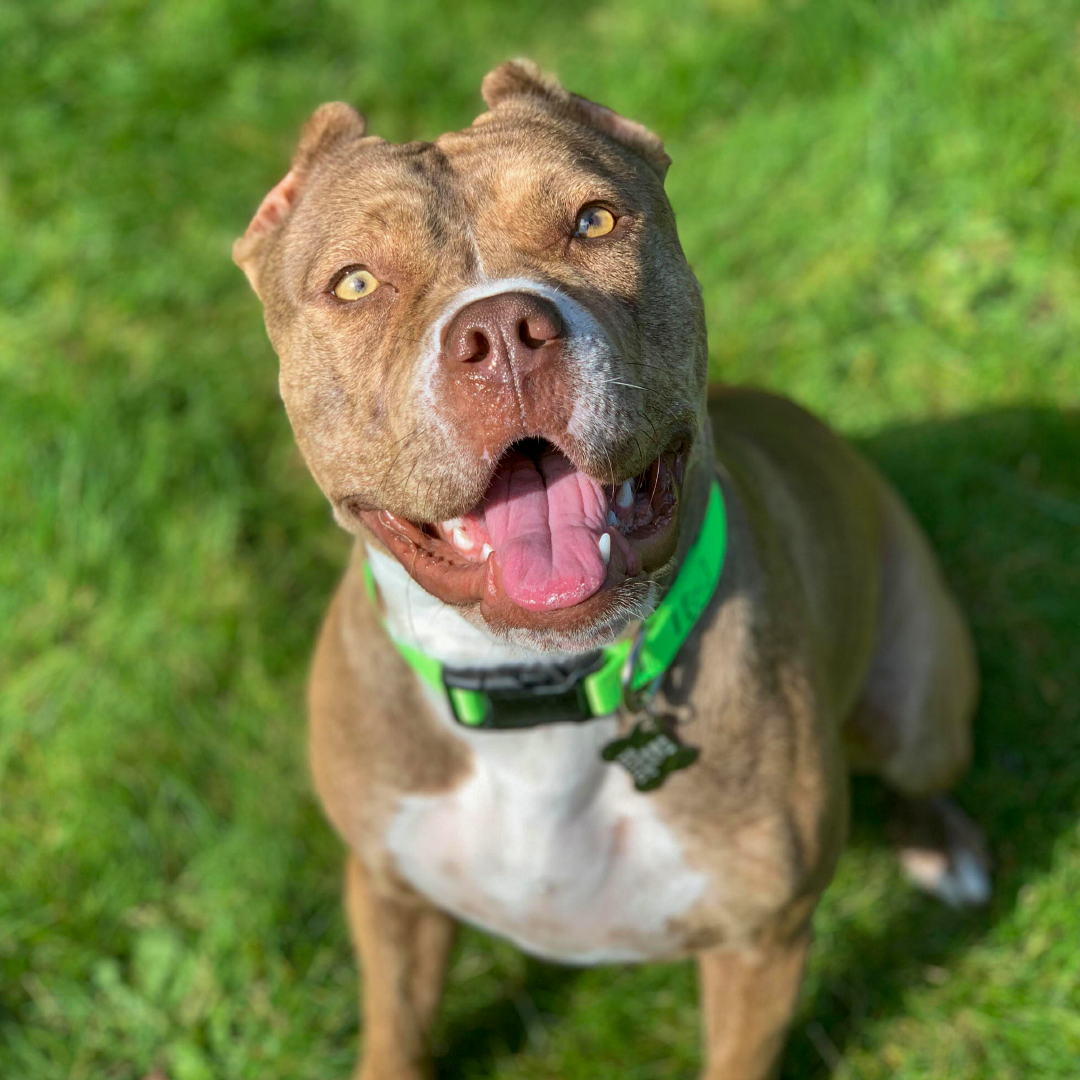 OregonHumane's tweet photo. Playing in the sun. Chewing her ball. Looking cute. You know what would make this scene even better? Stella's future family!
If this sweet face stole your heart, submit an adoption questionnaire. View Stella's profile to get started. https://t.co/hBCrNJC0dq
#ShelterDogs #ohspets https://t.co/0wgIoVJ0sx
