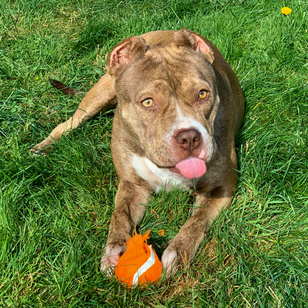 OregonHumane's tweet photo. Playing in the sun. Chewing her ball. Looking cute. You know what would make this scene even better? Stella's future family!
If this sweet face stole your heart, submit an adoption questionnaire. View Stella's profile to get started. https://t.co/hBCrNJC0dq
#ShelterDogs #ohspets https://t.co/0wgIoVJ0sx