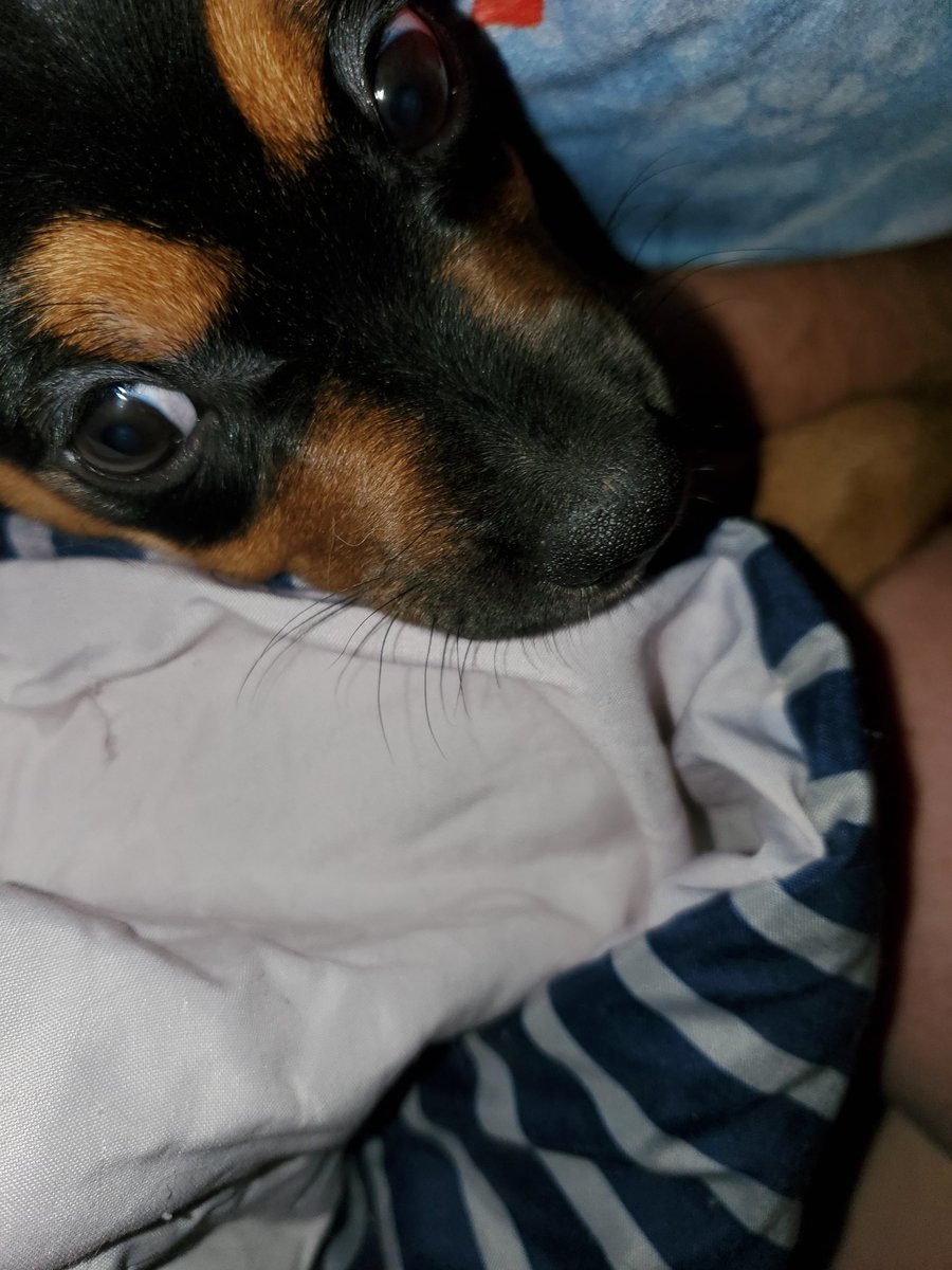 OctavaStarr's tweet photo. Tucked in and spoiled ❤ https://t.co/9WLC3AZaJU