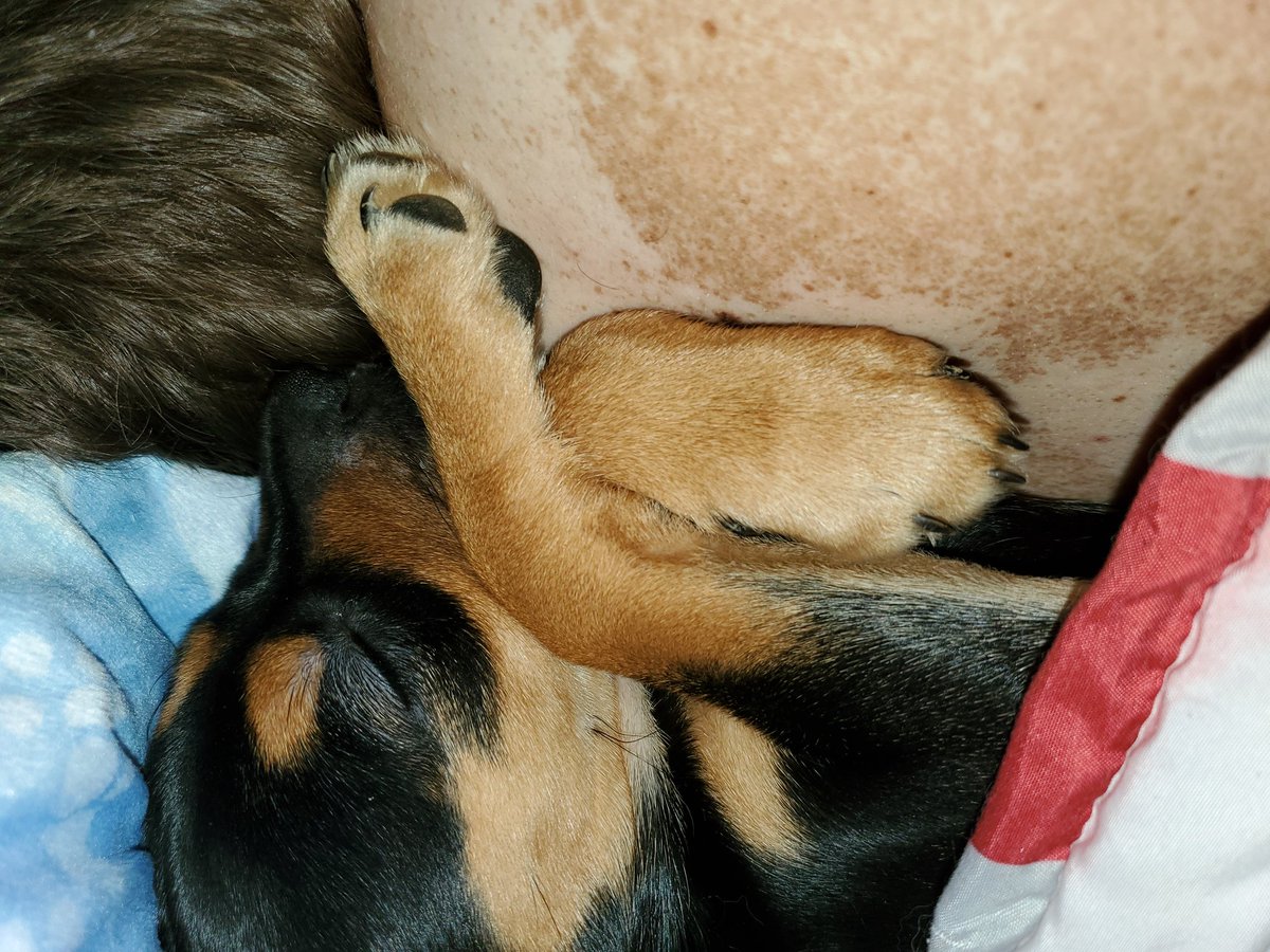 OctavaStarr's tweet photo. Tucked in and spoiled ❤ https://t.co/9WLC3AZaJU