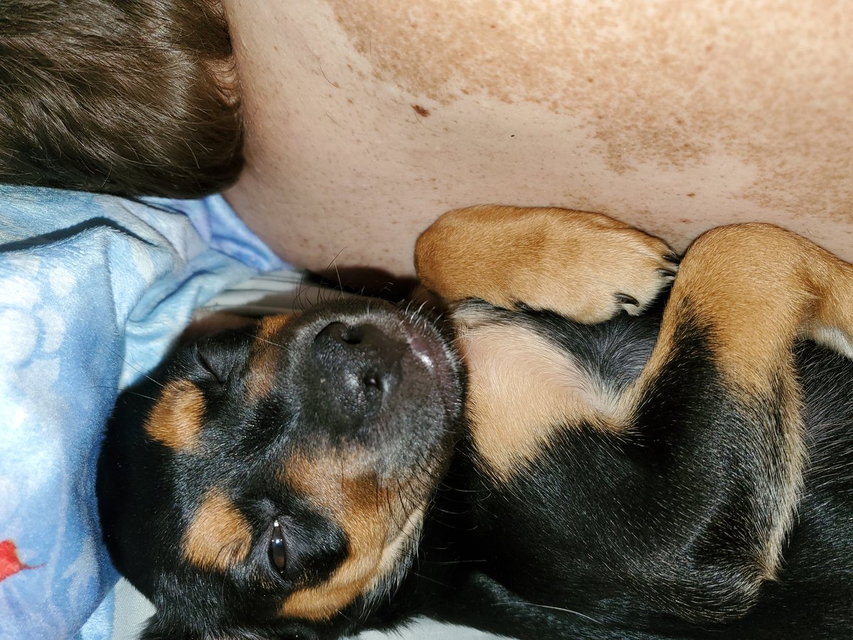 OctavaStarr's tweet photo. Tucked in and spoiled ❤ https://t.co/9WLC3AZaJU