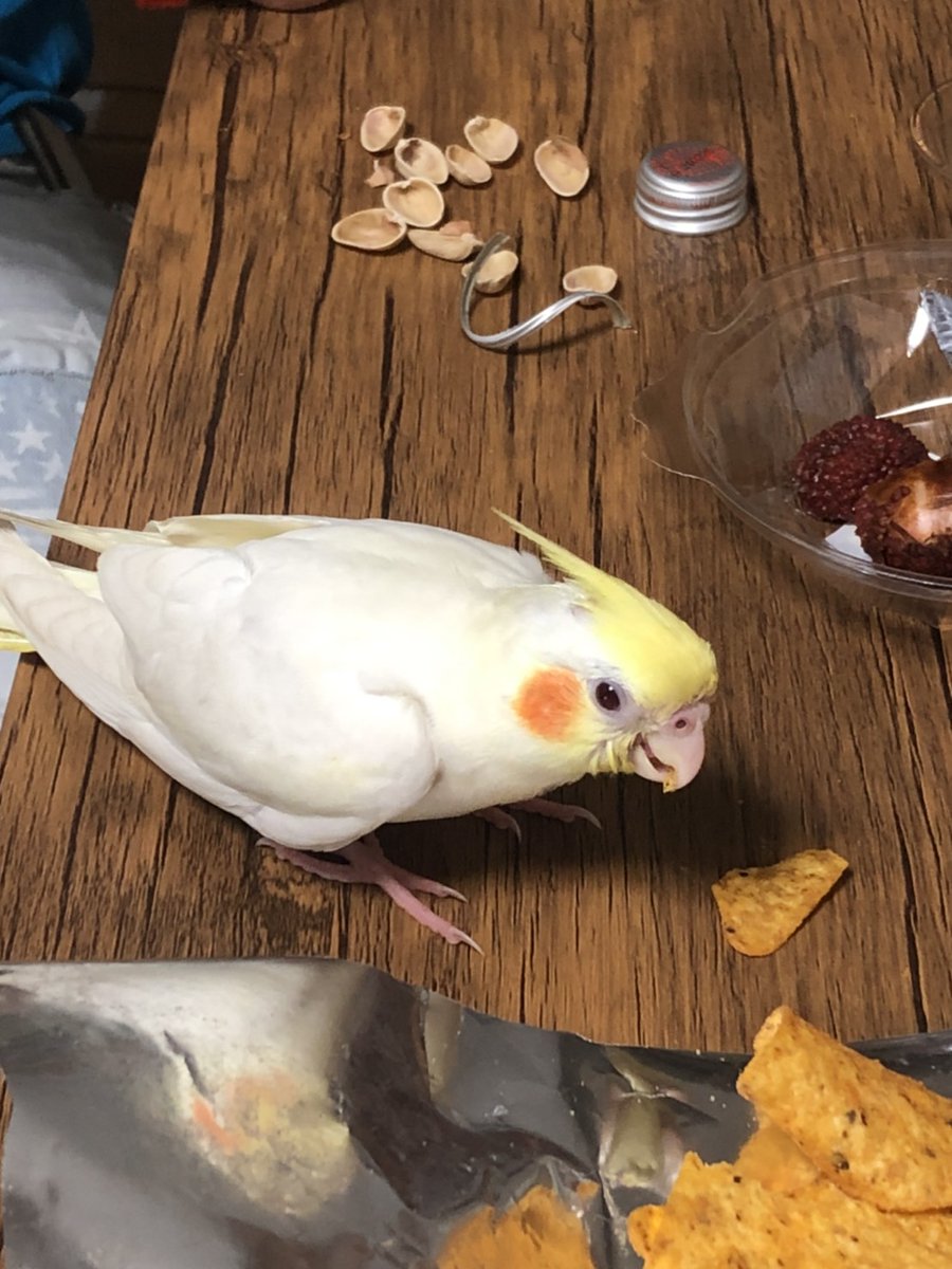 中野駅で迷子のオカメインコを探し続けた飼い主さん 1年ぶりに ゆきちゃん と再会できたことを報告 奇跡のよう Togetter