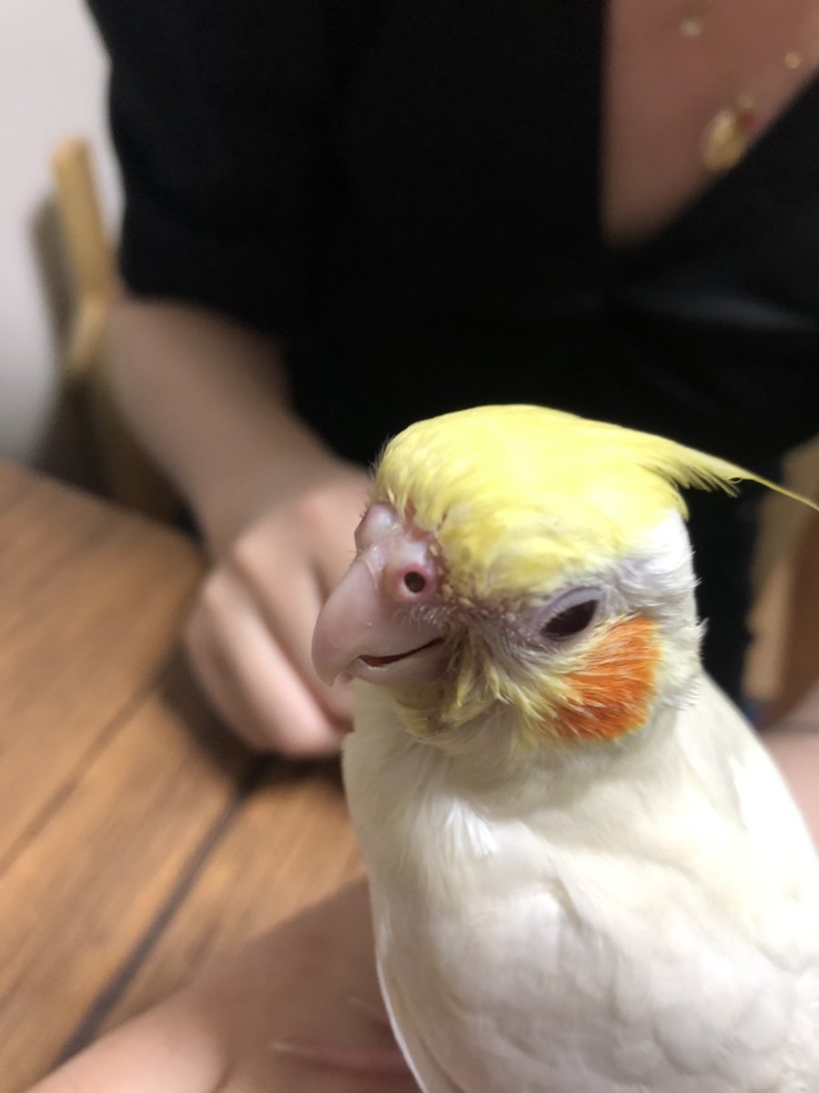 中野駅で迷子のオカメインコを探し続けた飼い主さん 1年ぶりに ゆきちゃん と再会できたことを報告 奇跡のよう Togetter