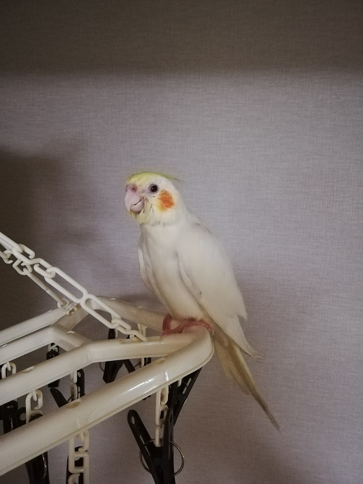 中野駅で迷子のオカメインコを探し続けた飼い主さん 1年ぶりに ゆきちゃん と再会できたことを報告 奇跡のよう Togetter