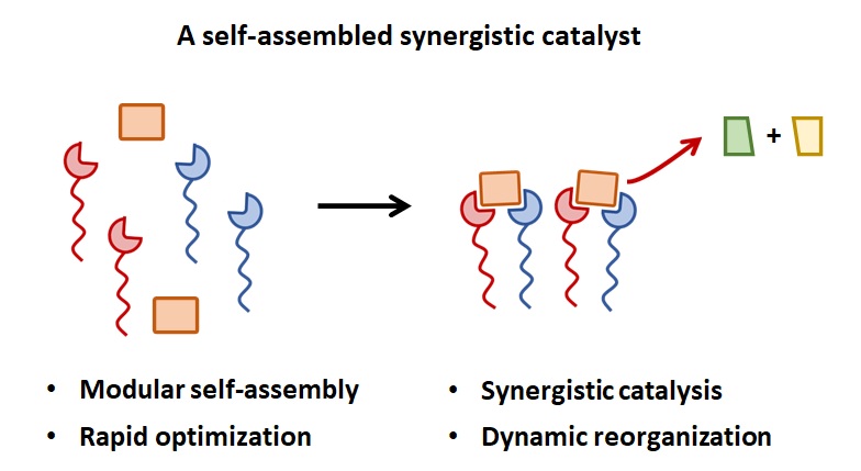 ChenLabAUT's tweet photo. Our work on the modular self-assembly of synergistic catalysts is now out in @ACSCatalysis. These dynamic systems allow for triggered reorganization and up/down-regulation of catalytic activity. Congrats Chloe and Pablo and huge thanks to @Gregory_Warr https://t.co/EoBXwUjh2A https://t.co/KM92DNpDqT