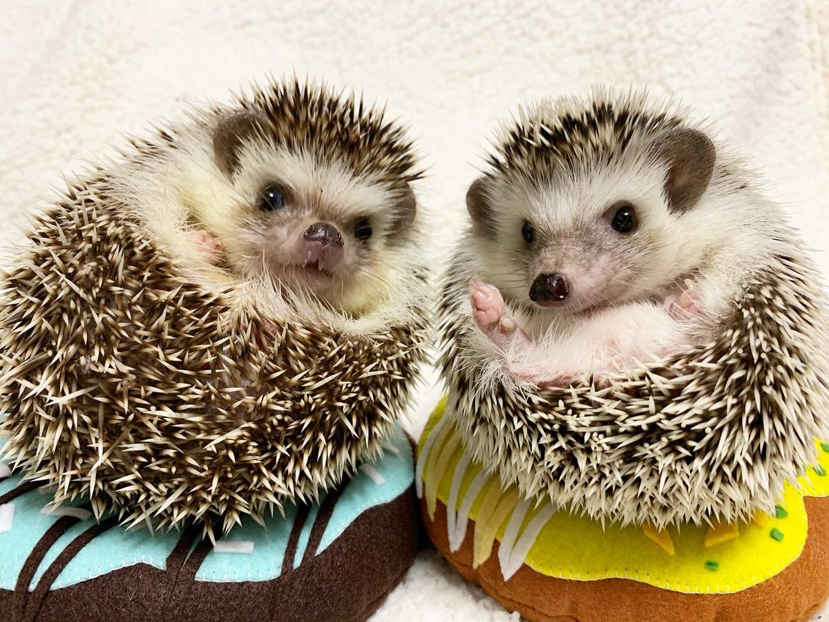 ハリネズミのコタ Kotahedgehog Twitter