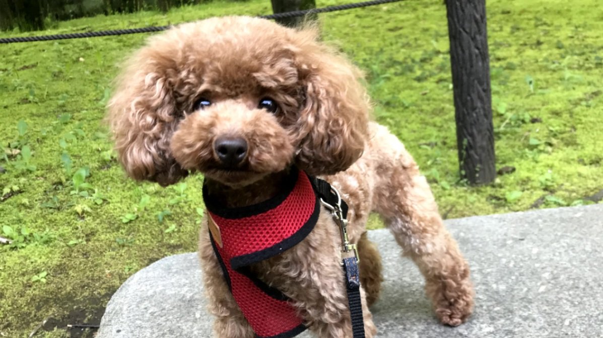 Dogcafe Coco Dogcafecoco Twitter Dogcafe Coco Dogcafecoco Twitter