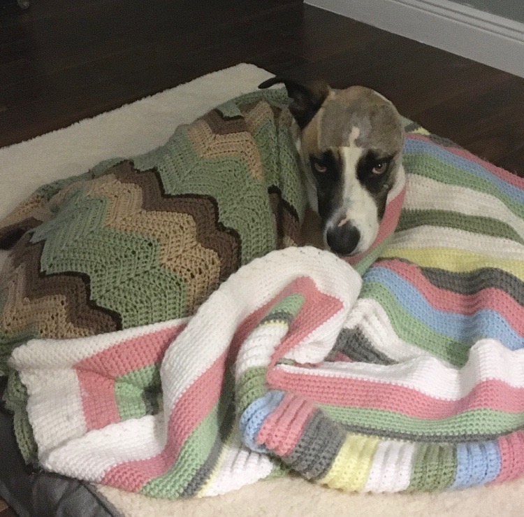 plantedinmiami's tweet photo. Ending the night on a high note. We've raised over $2,600 towards Abby's radiation treatments. Thank you to everyone who has donated and shared the link. Let's keep it going! This little doggy is in for the night. https://t.co/CD39vaiDH3 https://t.co/ei9GzEVgx9