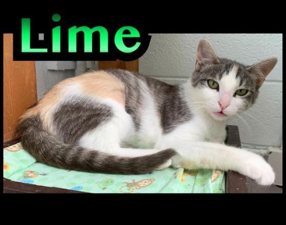 They call me shy Lime, and I have quietly accepted that name. I like getting attention slowly and do play around a bit. As I need just a little love at a time, small kids might not be best for me, but I am good with other kitties. I  have never met a dog!

#utahanimals