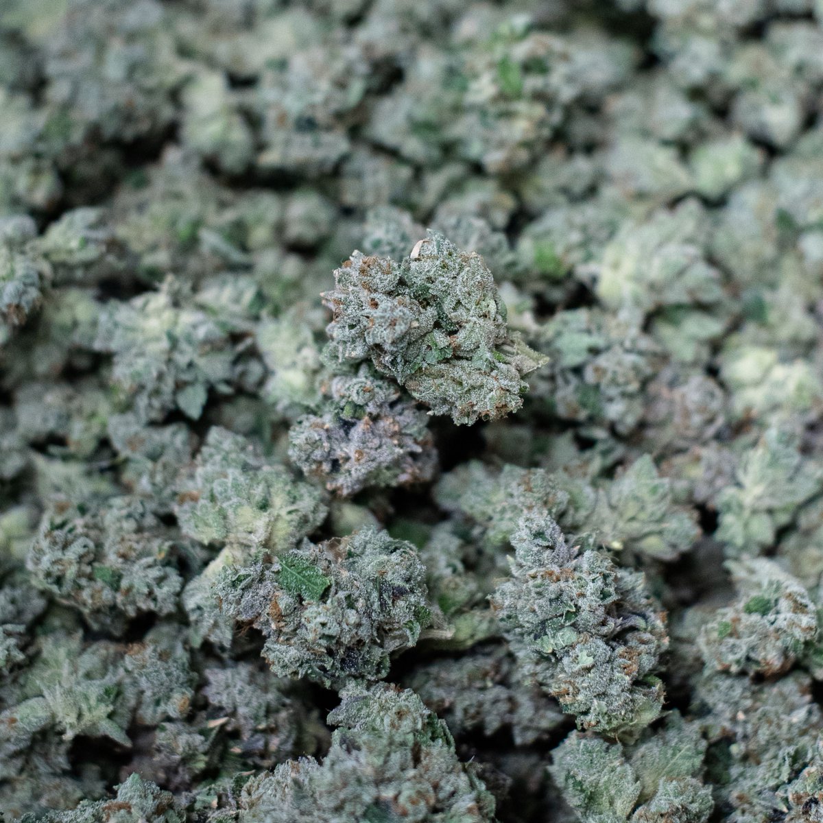 Great cultivators are not just born, but they’re raised through years of experience and trial and error. 

While the journey never ends and perfection never achieved, we are always coming closer to realizing the full potential of our strains through our cultivation techniques.