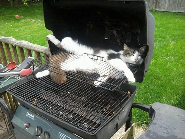 Looks like pussy is on the menu(also someone really needs to clean this bbq)