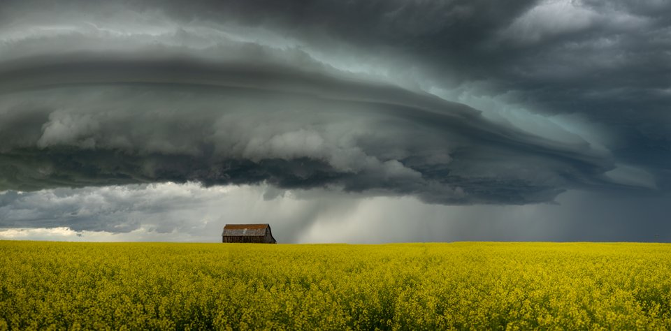 I think it has something to do with the canola but man does Alberta produce some incredibly photogenic storms. Taken July 16, 2020. #abstorm #StormHour #ShareYourWeather <a href="/CTVdavidspence/">David Spence</a>